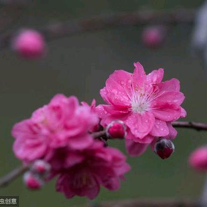 桃之夭夭🎤