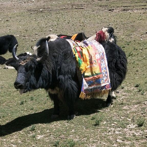 ༄ཨ་ཁུ་འབྲོག་པ།