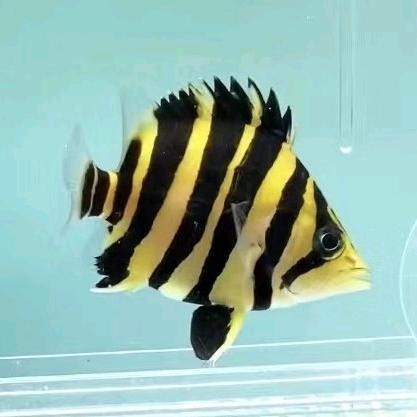 遇见水族