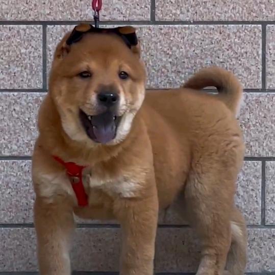 广西嘎哥土猎（田园犬）专场