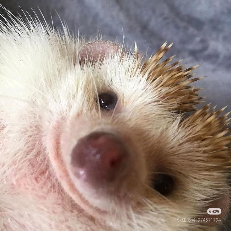 一锅洋葱半勺柿子皮