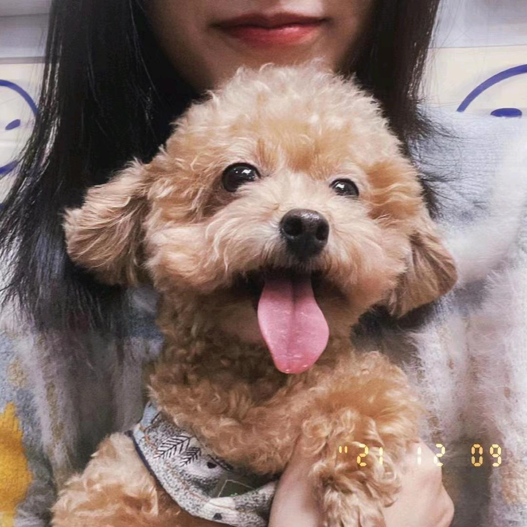 肥鹅点点头像