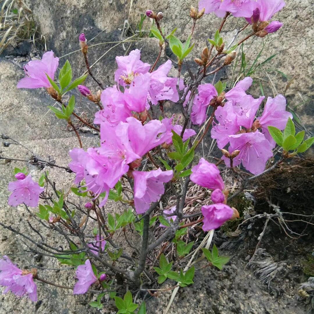 七零后(拒私聊)