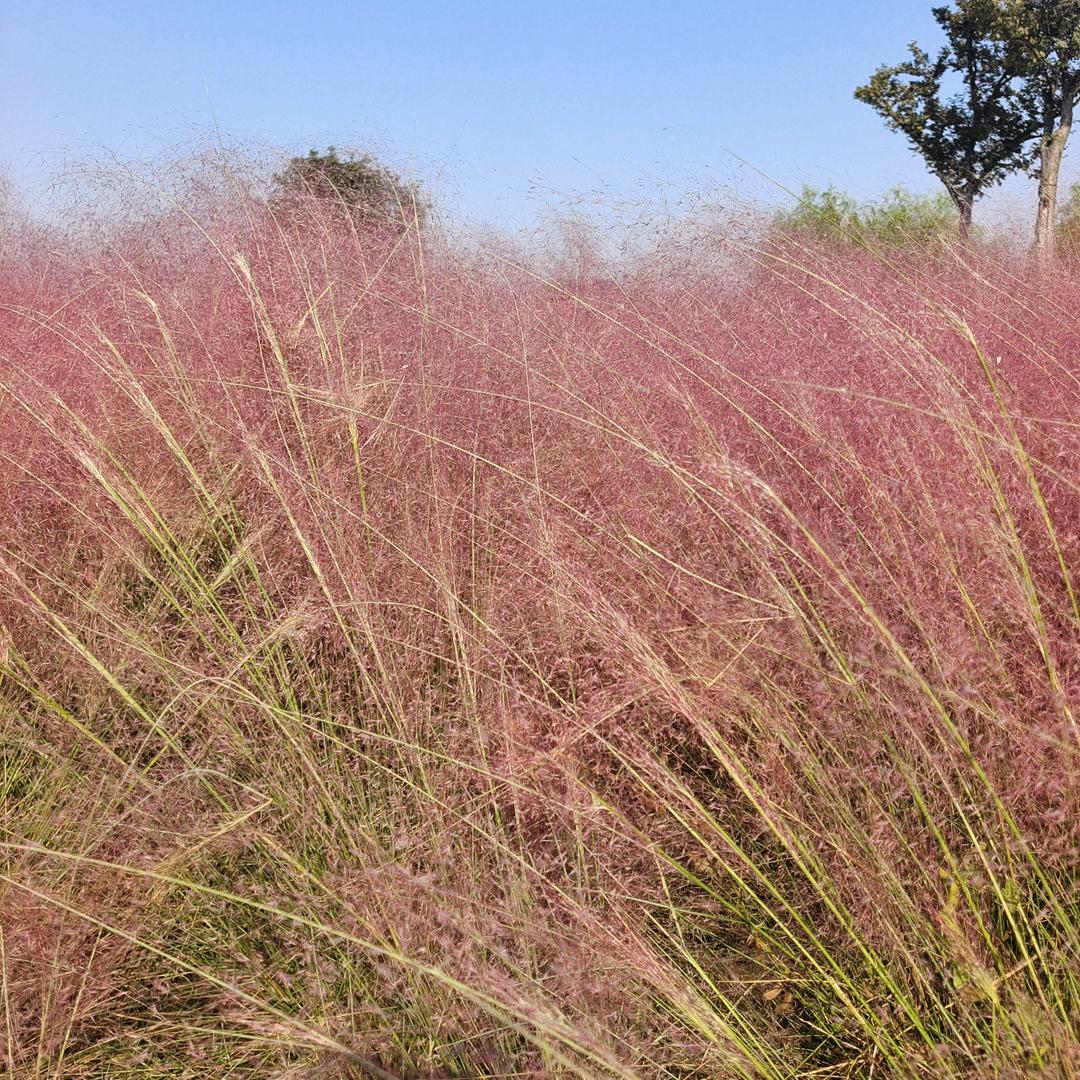 ꧔ꦿ᭄ 灰ঞᩚ狼꧔ꦿ᭄