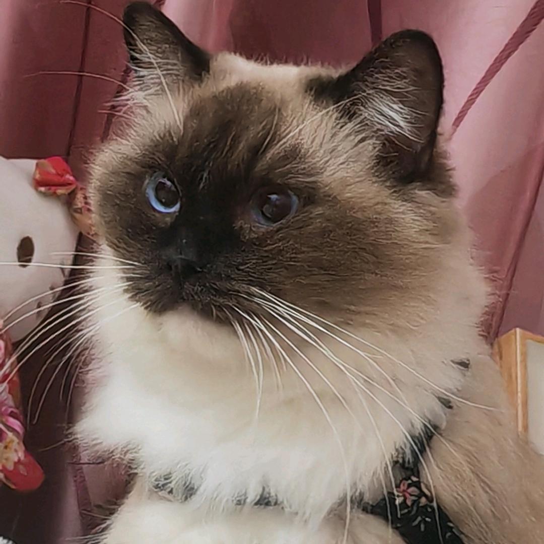 女巫👸🏻的猫猫