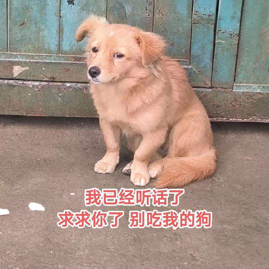 我知道错了我已经听话了，求求了别吃我的狗