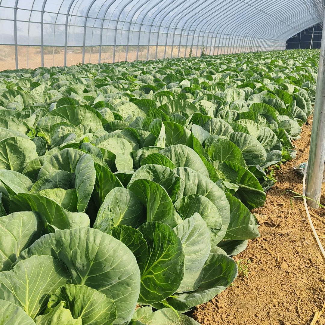 山西续洲农业种植