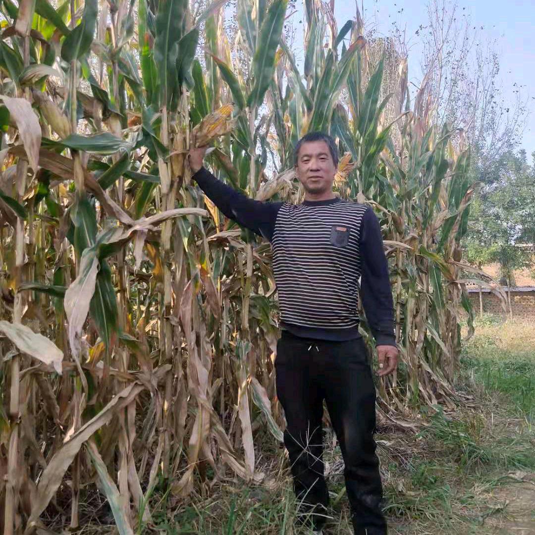 草莓的家乡