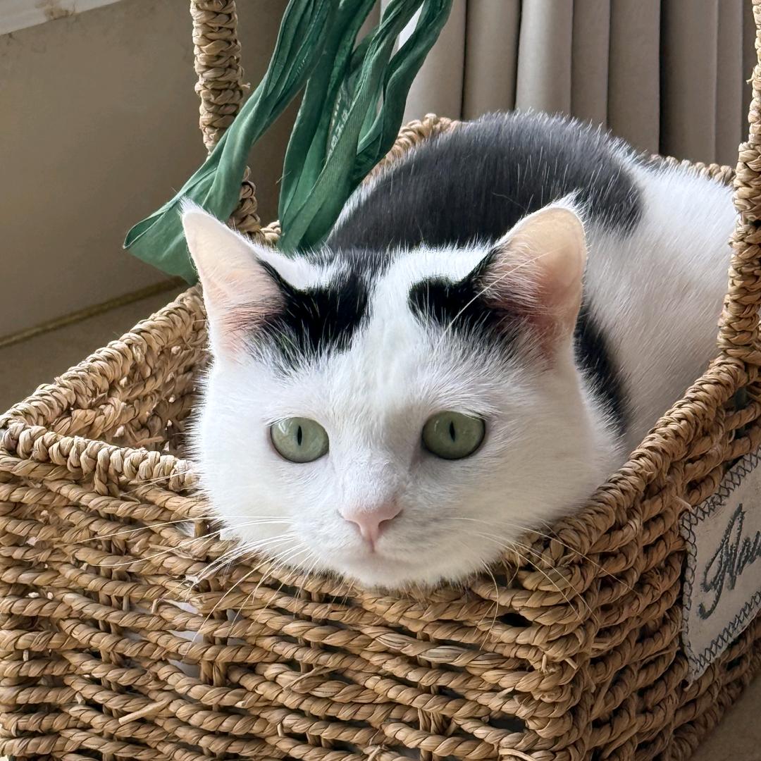 六六小猫咪🐱🐱