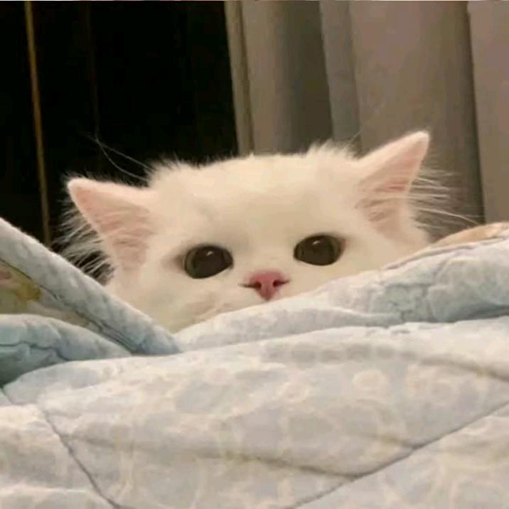 系窝小琪.