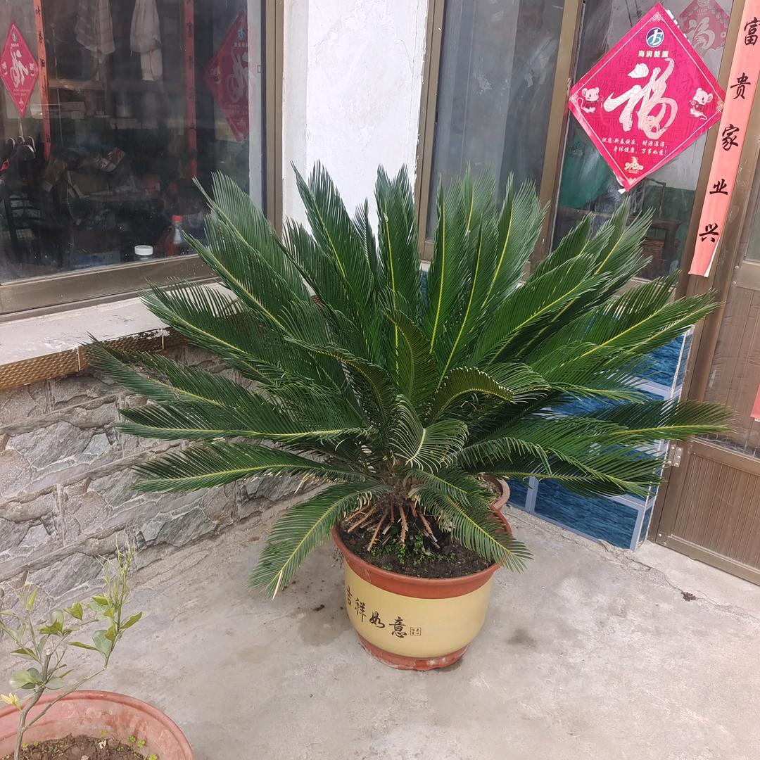 早已陌生