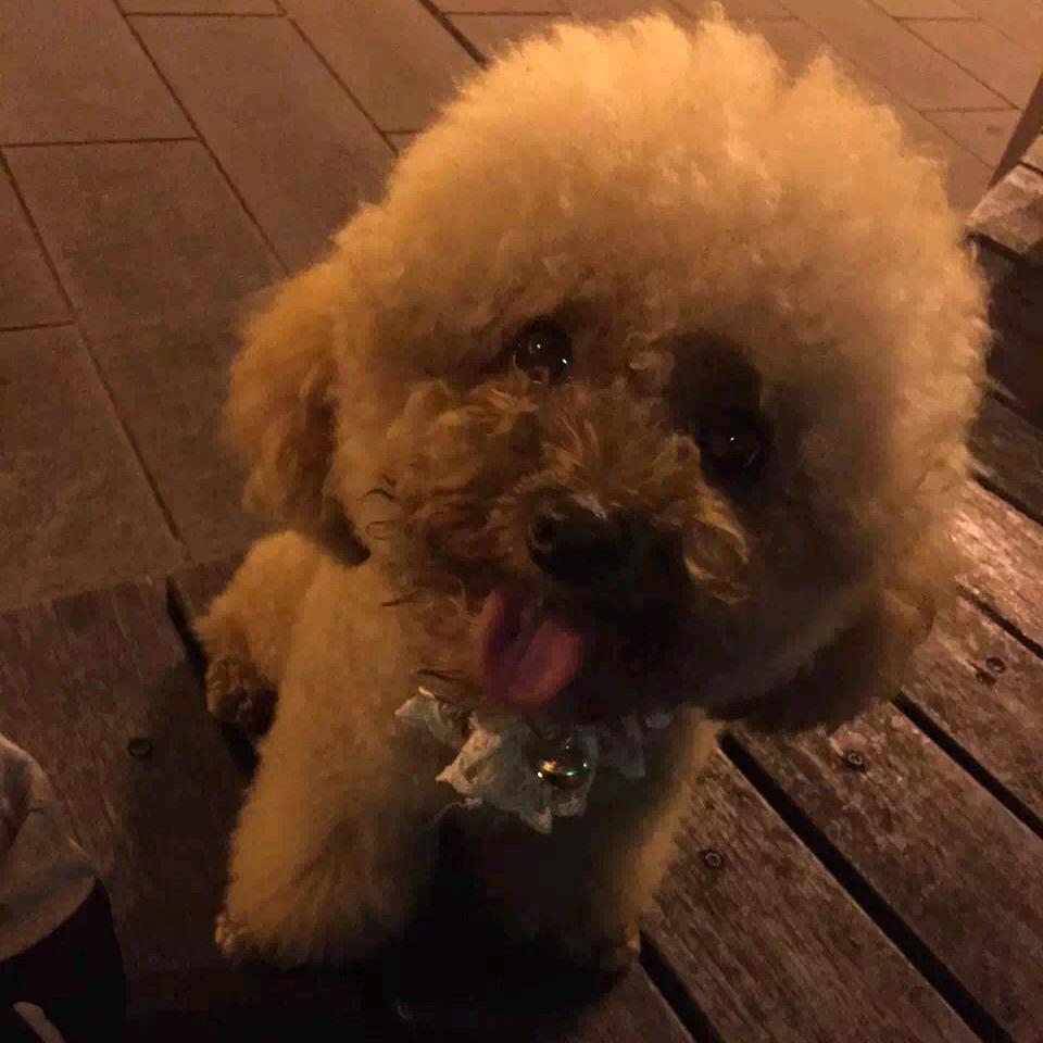 重明鸟