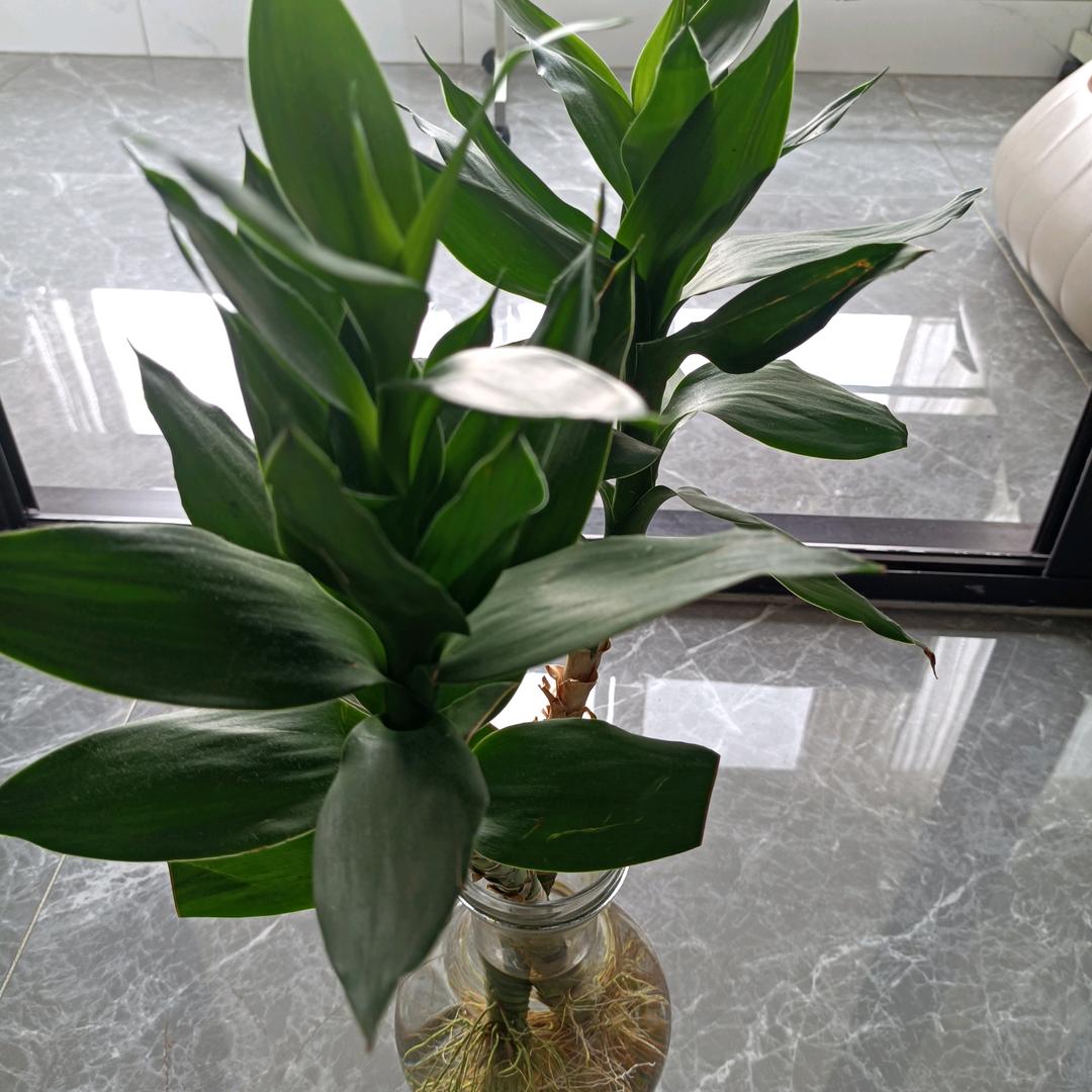 老来乐拒绝私聊