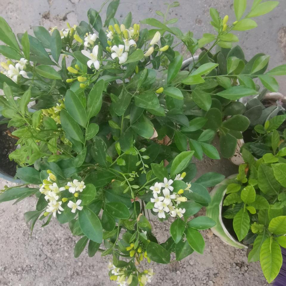 红红火火