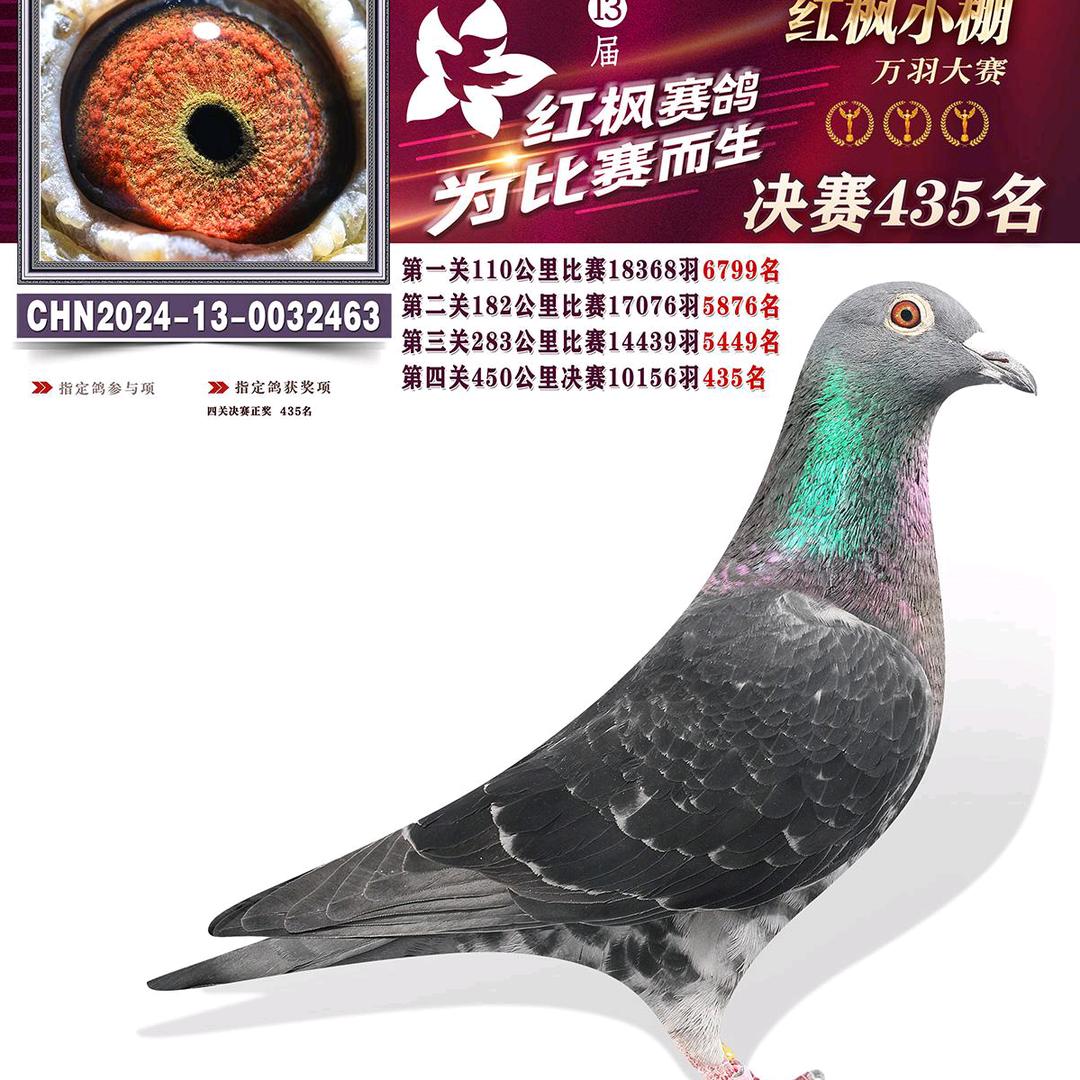 🕊麒龍鸽苑🕊吴斌界🕊