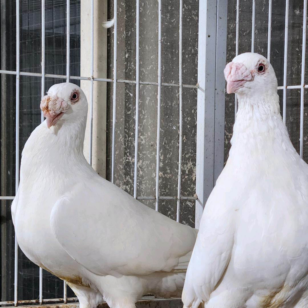 锐锐精品沙眼白鸽