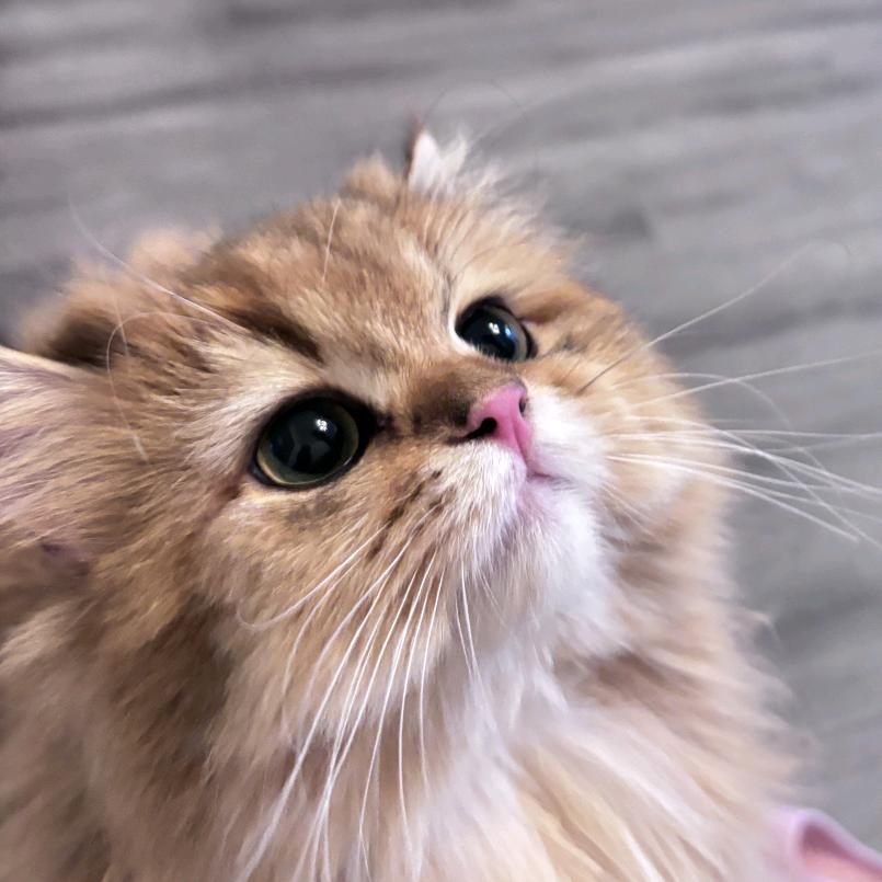 金金大战薯条