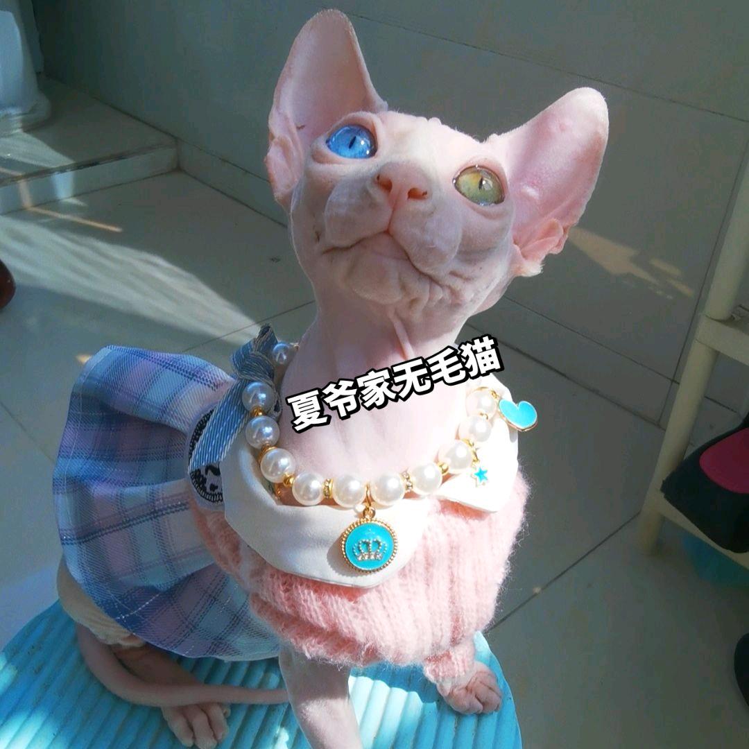 夏爷家的无毛猫（售猫）