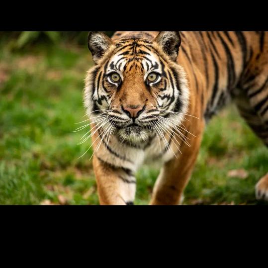 🐯爷（虎家军创始人）