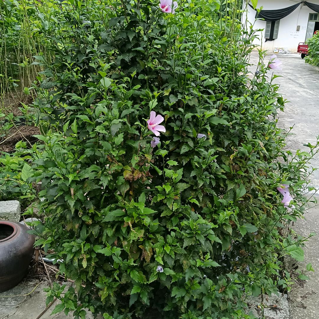 Hlh2022686868陆哥哥百色的