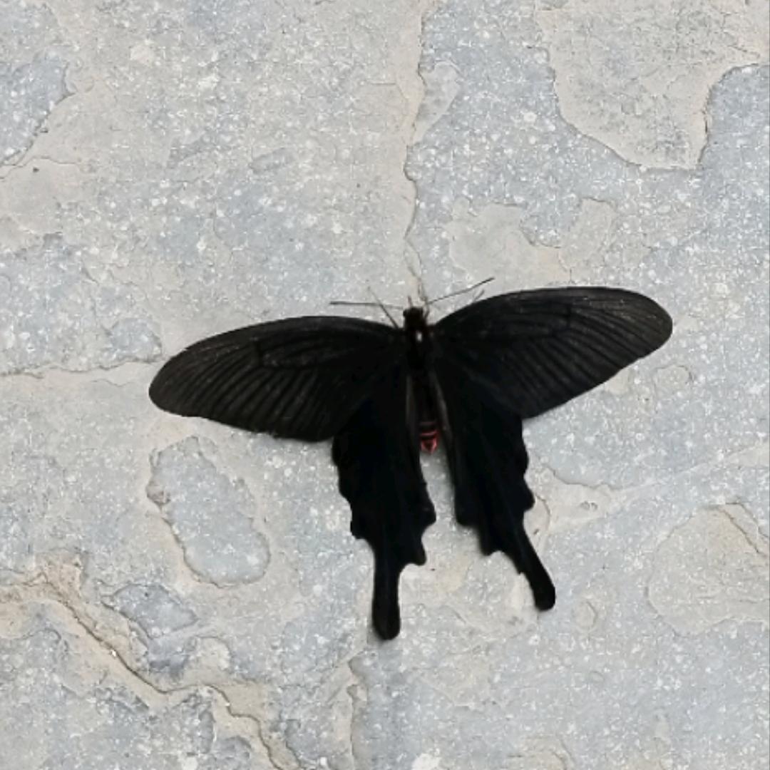 老大走伤悲