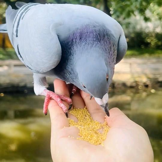 飞歌与鸽