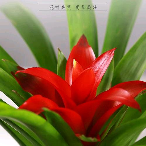 吉祥