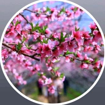 白露为霜