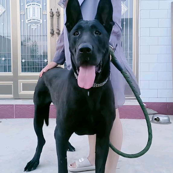 秦皇岛正阳黑狼犬舍