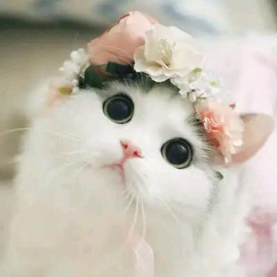 雷雷家猫咪宠😽😸🙀😻😼