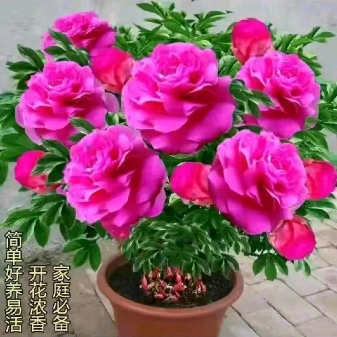 美英