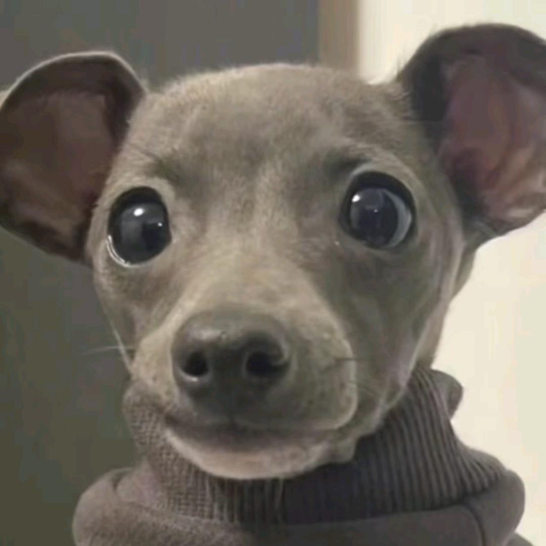 向僵尸开炮-刘刘刘