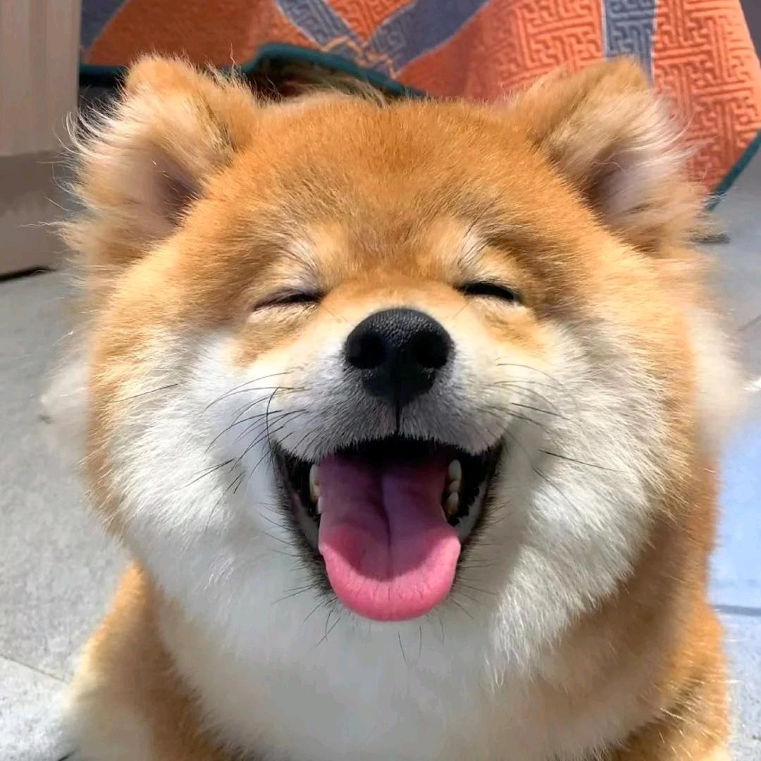 吃货小高高