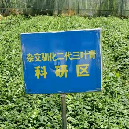 三叶青 毛慈菇培育源头厂家