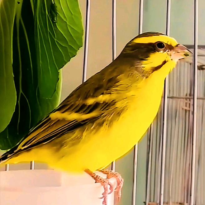 夏邑县，金青鸟🐤