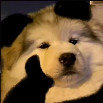 爱玩游戏的肥猪