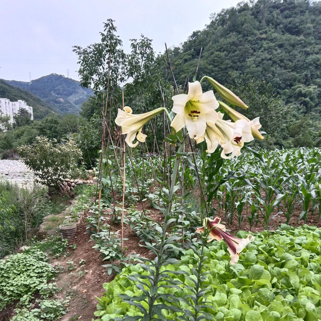 安艳姐