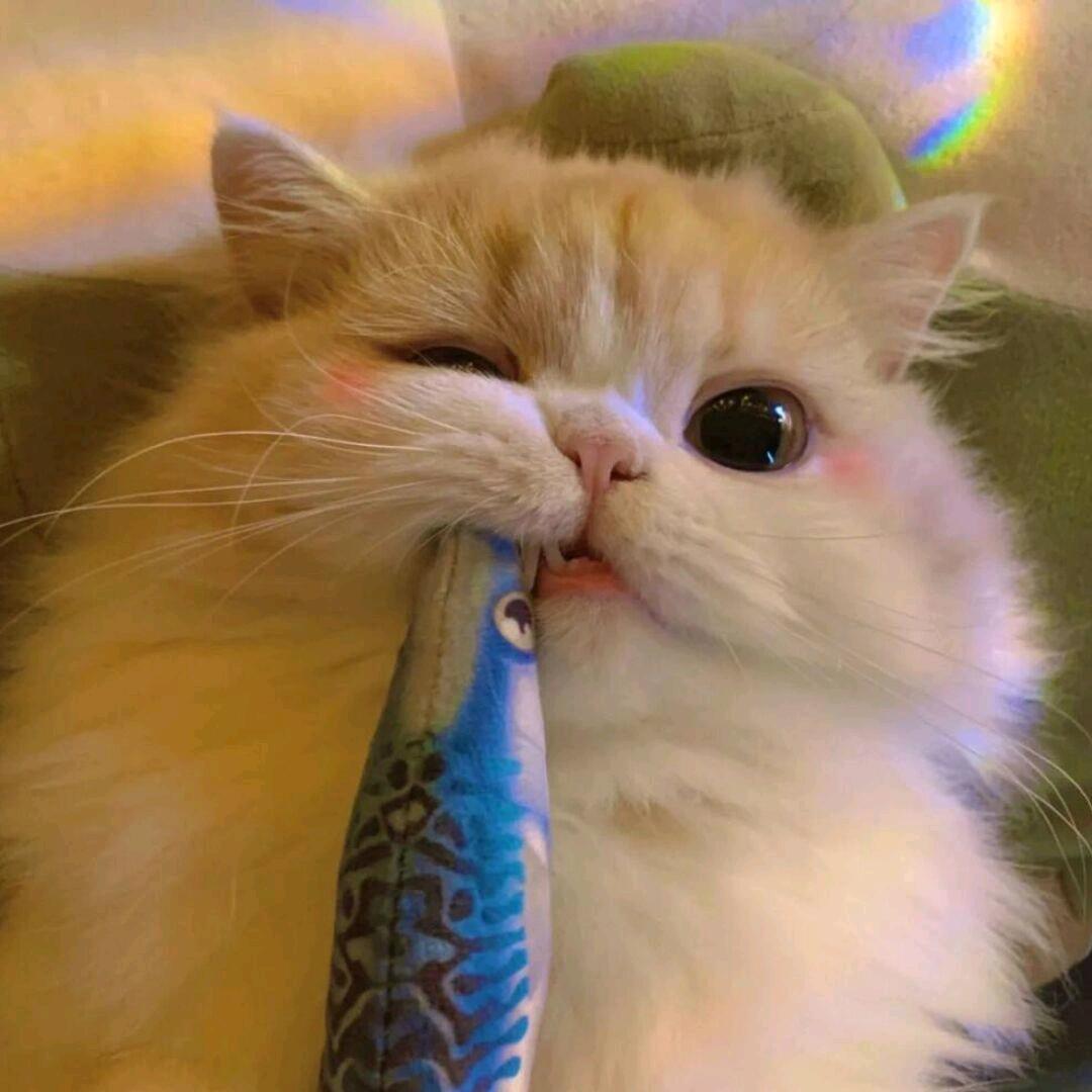 开心猫