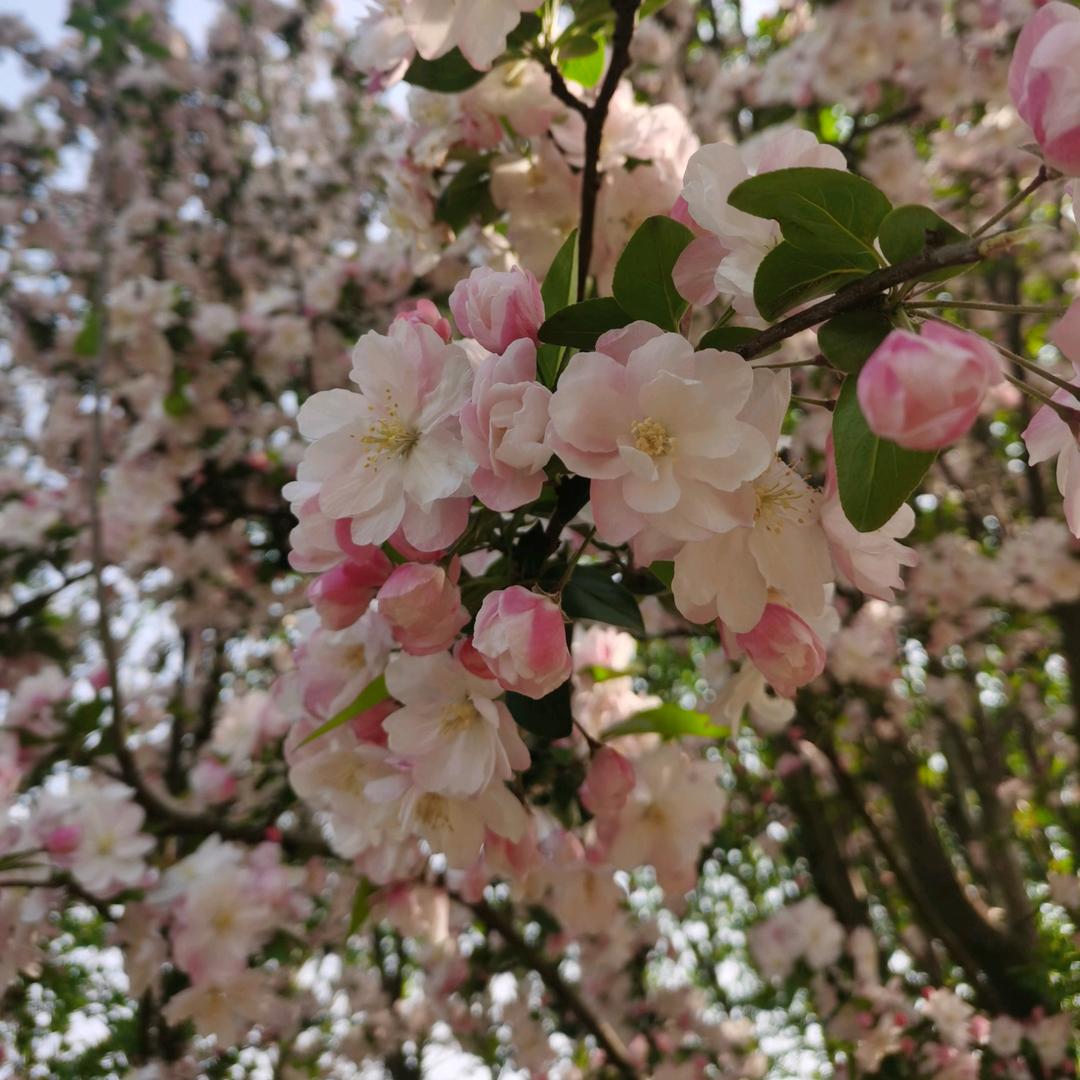 马列