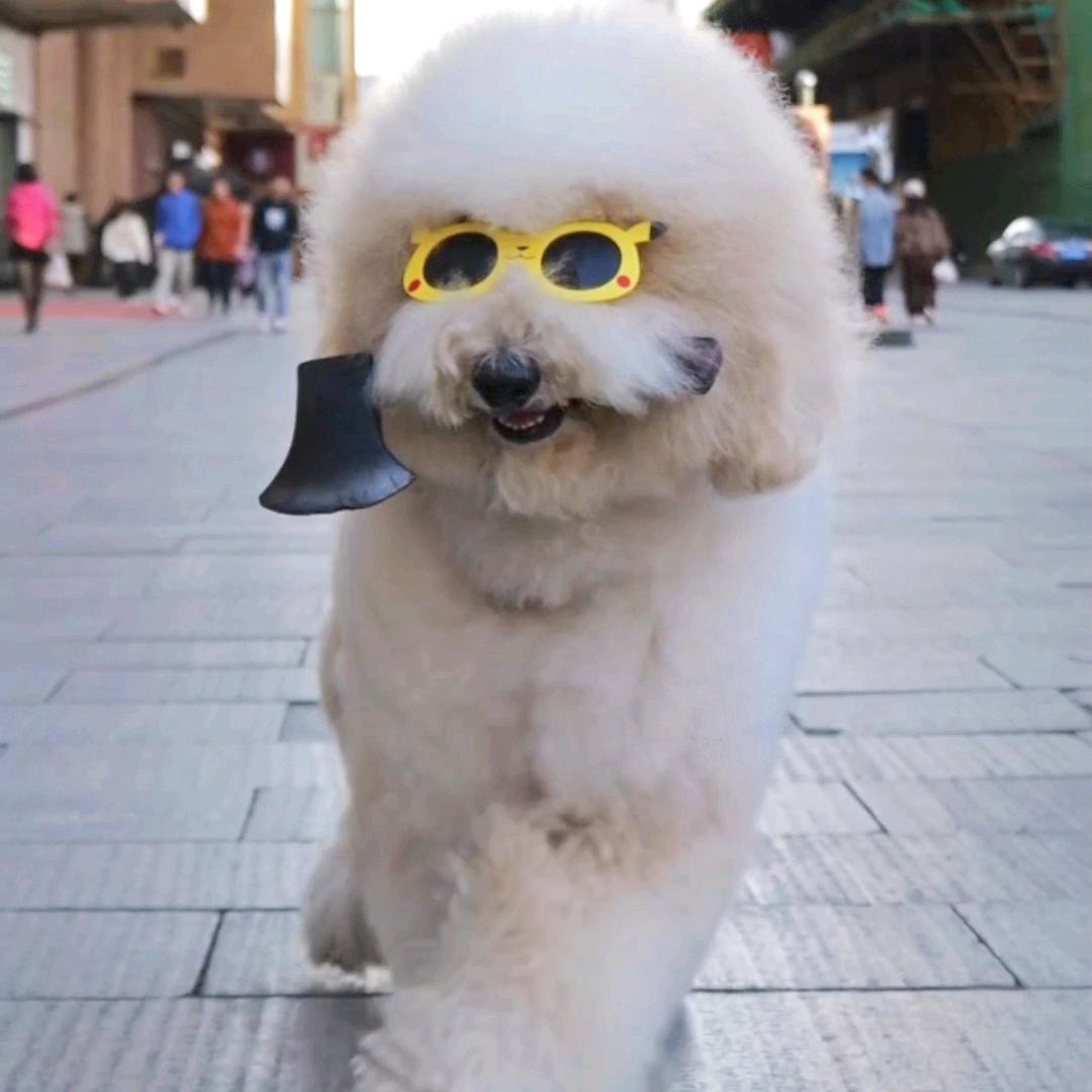 鞍山峰哥训犬（收徒）