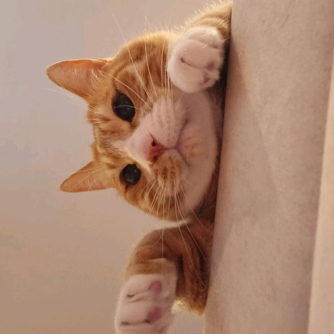 🐾🐾