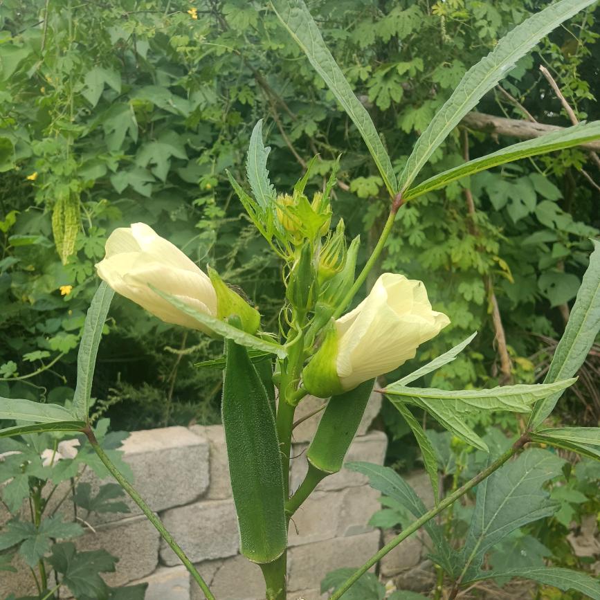 梦涵