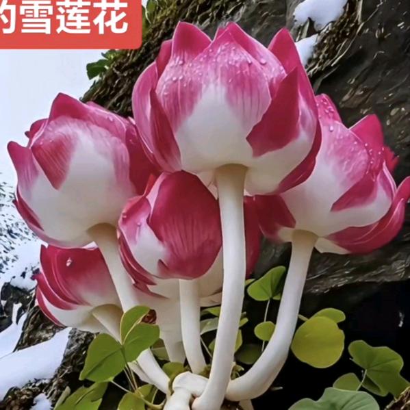 冰山上的雪莲花