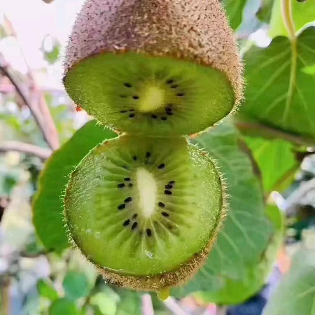 我姥姥家石榴贼甜
