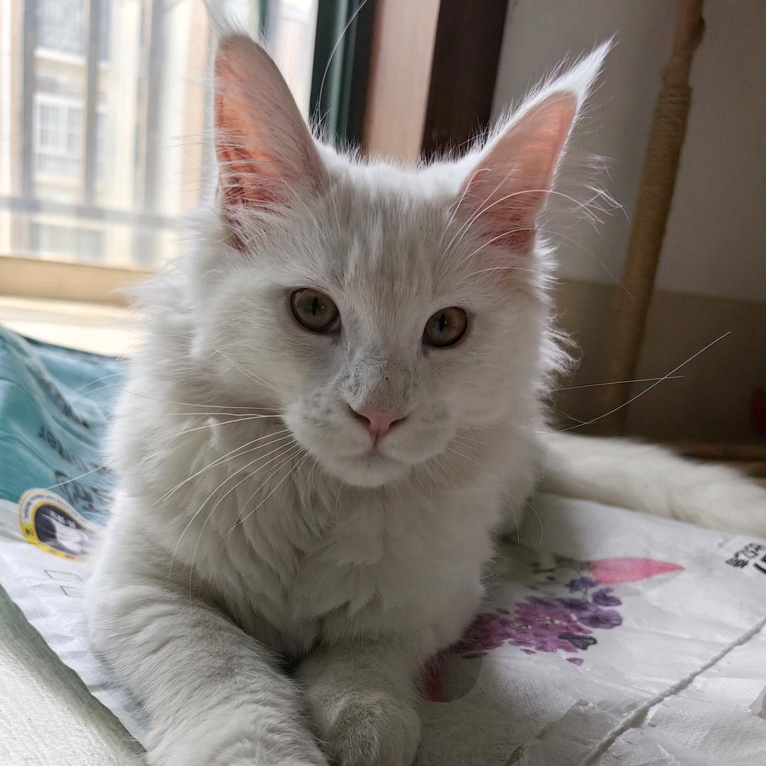 贤贤家的缅因猫