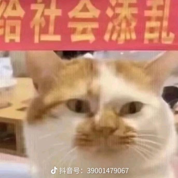 喵喵大王