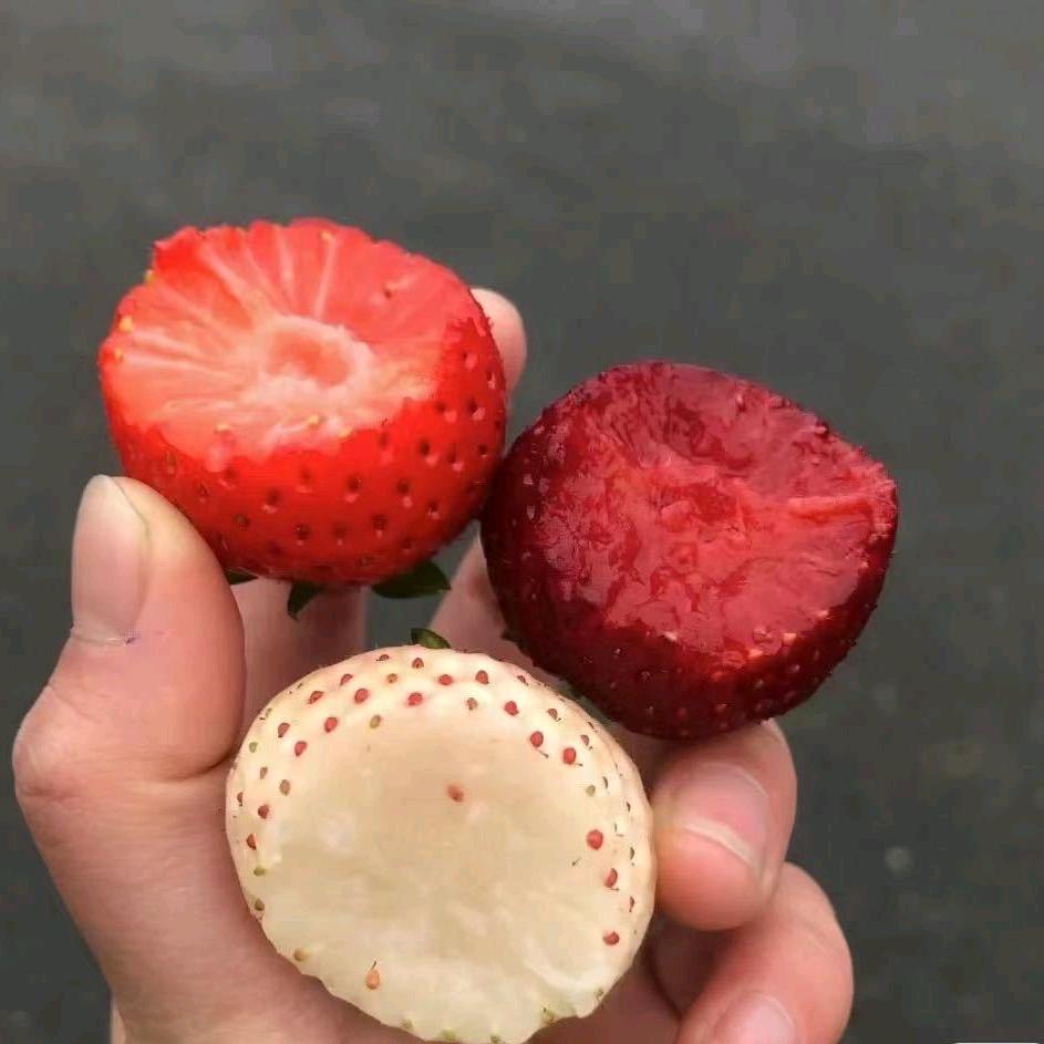 蜜企味商汇果树苗木专卖店