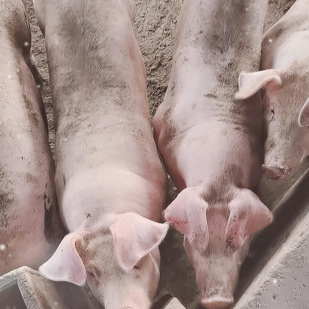 阿华哥