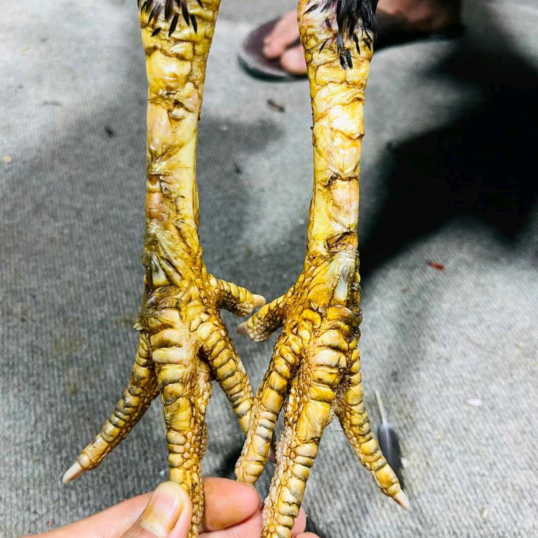 小强战队