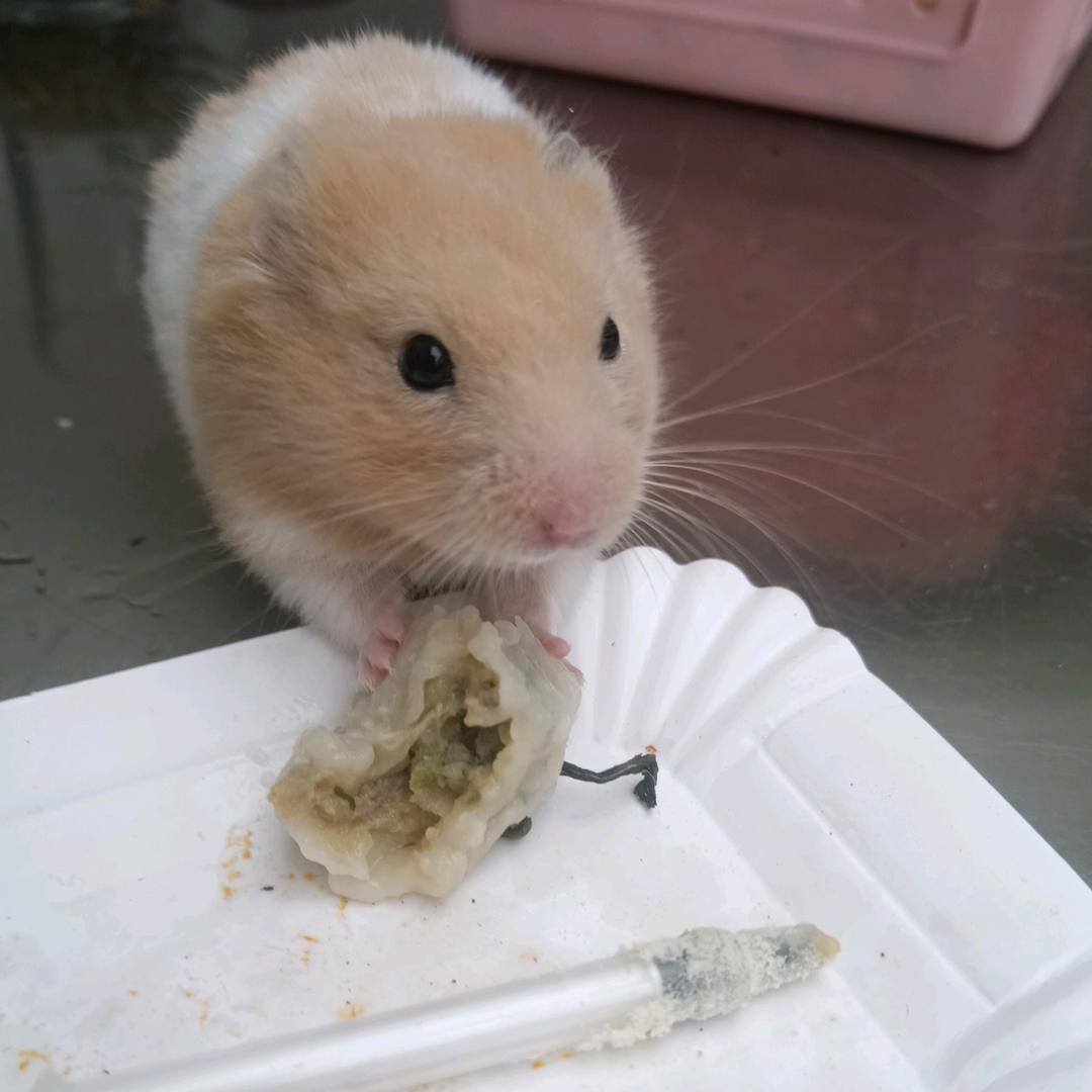 小雅🐻舍（家养金丝熊）